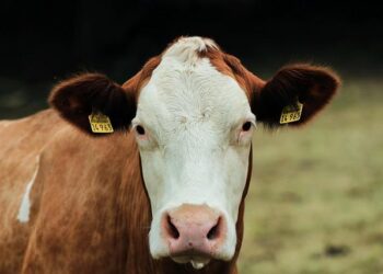 Researchers awarded Iowa Livestock Health Advisory Council grants – National Hog Farmer