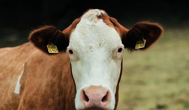 Researchers awarded Iowa Livestock Health Advisory Council grants – National Hog Farmer