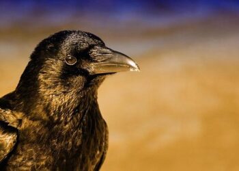 4 Takeaways From the Ravens’ Win Over the Packers – FOX Sports