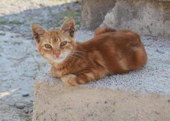 Longeveron, Selected as a StartUp Health Alzheimer’s Disease Moonshot Company, Will Participate in StartUp Health Apollo House During JPM Healthcare Week 2026 – Yahoo Finance