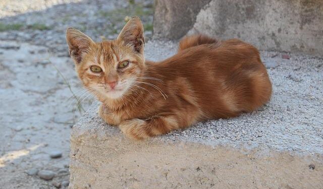 Longeveron, Selected as a StartUp Health Alzheimer’s Disease Moonshot Company, Will Participate in StartUp Health Apollo House During JPM Healthcare Week 2026 – Yahoo Finance