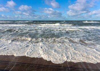 Using Movement Ecology to Connect Individuals, Communities, and Ecosystems – besjournals