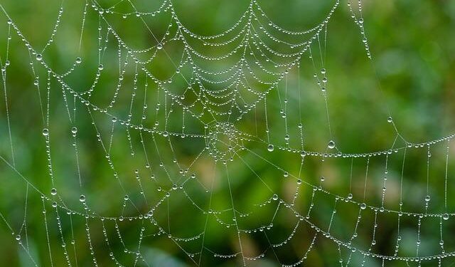 The Wood-Wide Web: How Canadian forest research is reframing ecology and business – Digital Journal