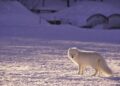 Q&A with an Arctic Ecologist – NC State University