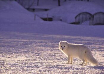 Q&A with an Arctic Ecologist – NC State University