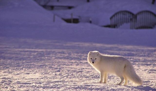 Q&A with an Arctic Ecologist – NC State University