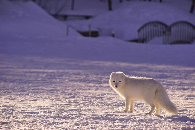 Q&A with an Arctic Ecologist – NC State University