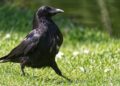 Ravens Named ESPN’s Sports Humanitarian Team of the Year – Baltimore Ravens