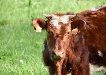 Economy driving interest in small ruminants – Brownfield Ag News