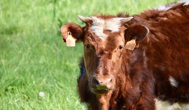 Economy driving interest in small ruminants – Brownfield Ag News
