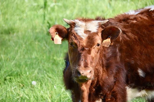 Economy driving interest in small ruminants – Brownfield Ag News