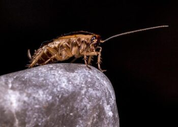 Screwworm.gov | Animal and Plant Health Inspection Service – aphis.usda.gov