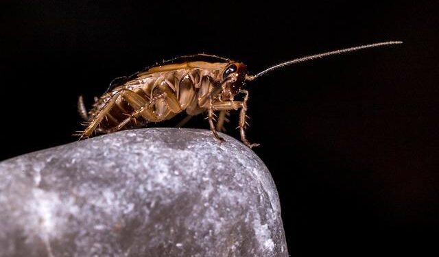 Screwworm.gov | Animal and Plant Health Inspection Service – aphis.usda.gov