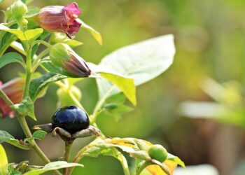 Two deadly flowers could inspire powerful new medicines – ScienceDaily