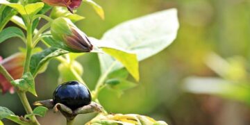 Two deadly flowers could inspire powerful new medicines – ScienceDaily