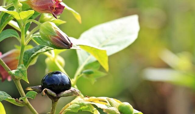 Two deadly flowers could inspire powerful new medicines – ScienceDaily