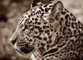 Jaguars’ EVP Tony Boselli talks offensive line – Yahoo Sports
