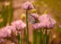 Butterflies seek new habitats as climate changes – study – RTE.ie