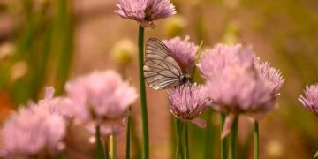 Butterflies seek new habitats as climate changes – study – RTE.ie