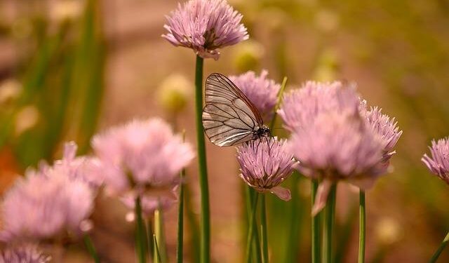Butterflies seek new habitats as climate changes – study – RTE.ie