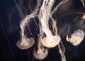 ‘Glow Life’ brings Smokies science to fifth-grade classrooms – Knox TN Today