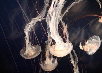 ‘Glow Life’ brings Smokies science to fifth-grade classrooms – Knox TN Today