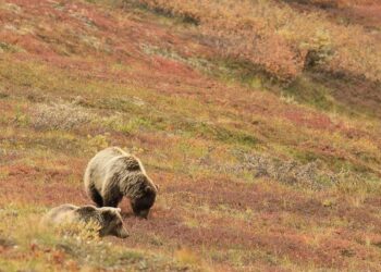 A Summer Internship in Alaska Helped Confirm My Interest in Ecological Research – Princeton Alumni Weekly
