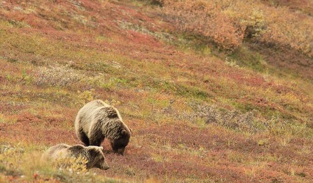 A Summer Internship in Alaska Helped Confirm My Interest in Ecological Research – Princeton Alumni Weekly