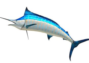 Massachusetts fishermen land 1,260-pound blue marlin, just short of world record – Fox News
