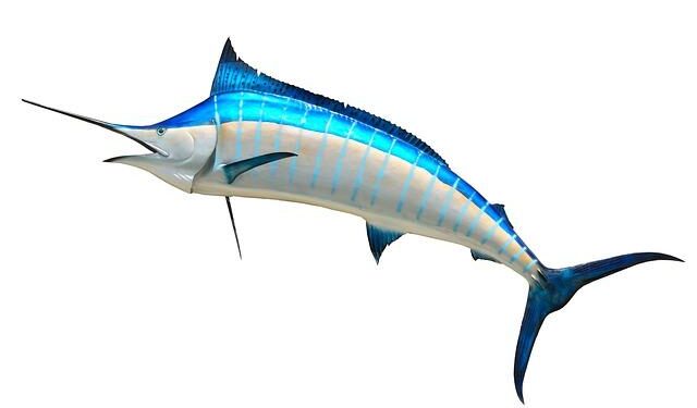 Massachusetts fishermen land 1,260-pound blue marlin, just short of world record – Fox News