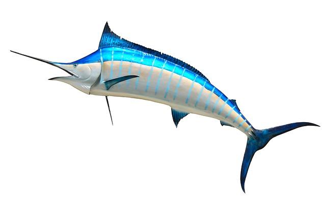 Massachusetts fishermen land 1,260-pound blue marlin, just short of world record – Fox News