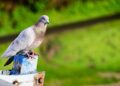People Are So Sick of Technology They’re Paying to Go Back to Carrier Pigeons – VICE