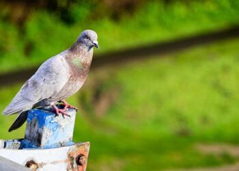 People Are So Sick of Technology They’re Paying to Go Back to Carrier Pigeons – VICE