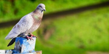 People Are So Sick of Technology They’re Paying to Go Back to Carrier Pigeons – VICE