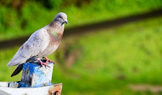 People Are So Sick of Technology They’re Paying to Go Back to Carrier Pigeons – VICE